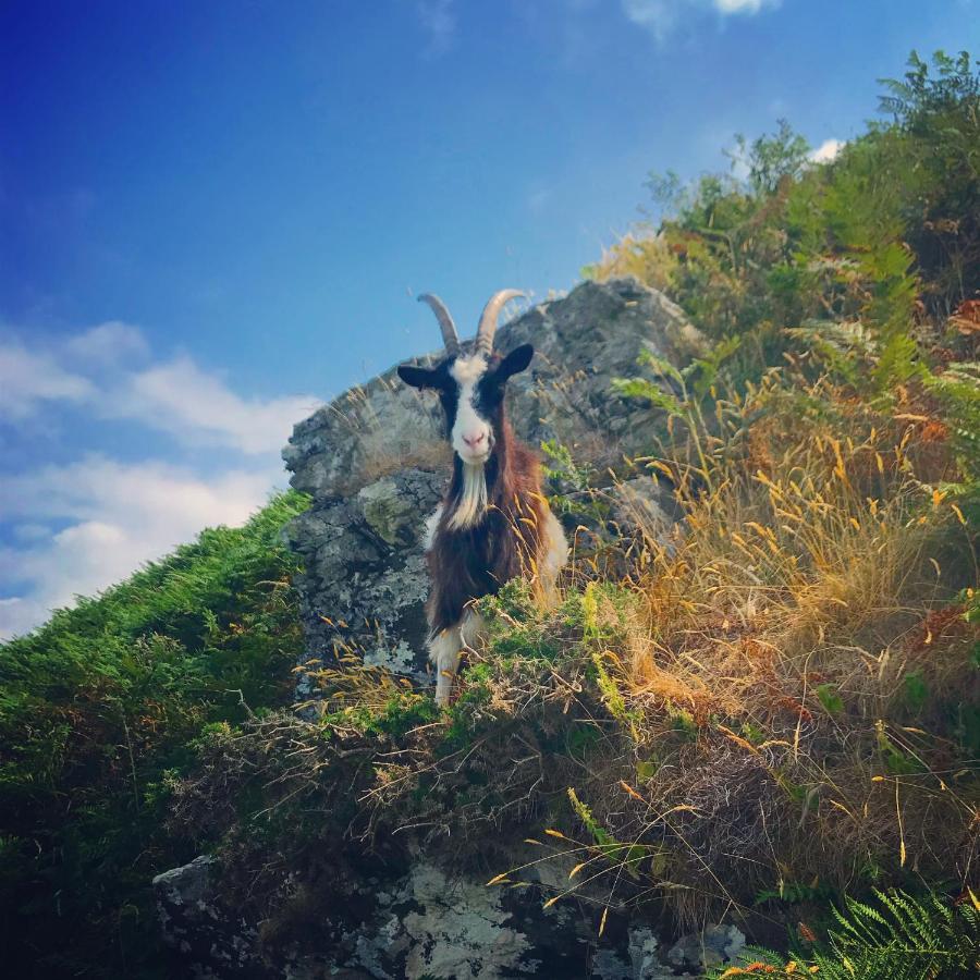 Castle Hill Guest House Lynton Esterno foto